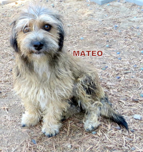 Mateo