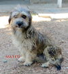 Mateo