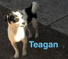 Teagan