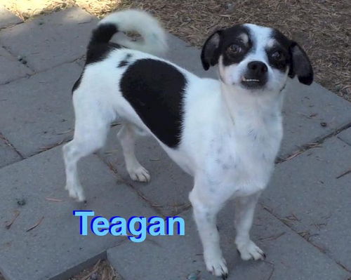 Teagan