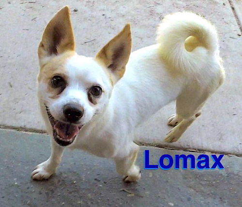 Lomax