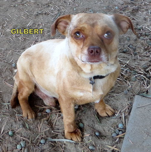 Gilbert (GrandPaws)