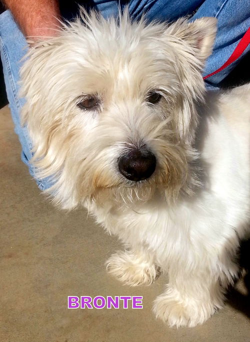 Bronte (Ritzy)
