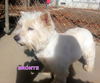 Bronte (Ritzy)