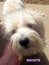 Bronte (Ritzy)