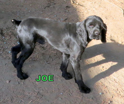 Joe (Ritzy)