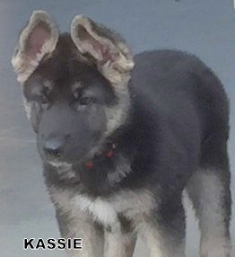 Kassie (Posh Puppy)