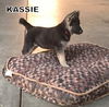 Kassie (Posh Puppy)