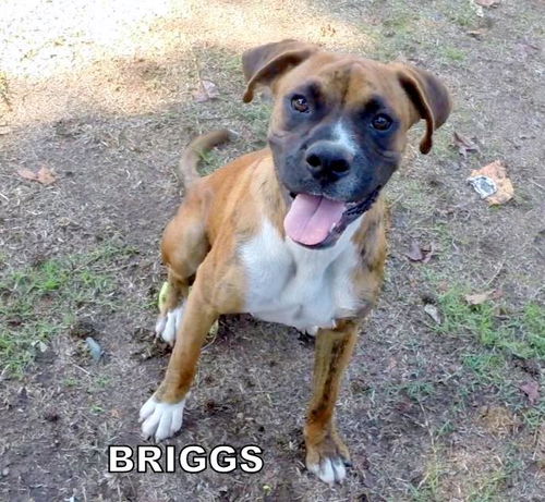 Briggs (Ritzy)