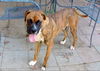 Briggs (Ritzy)