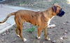 Briggs (Ritzy)