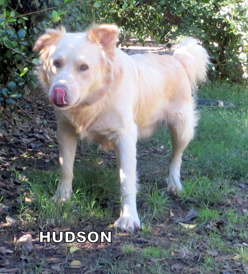 Hudson