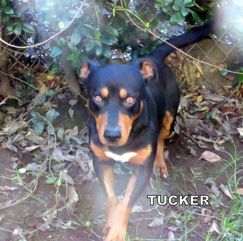 Tucker