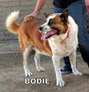 Bodie