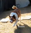Bodie