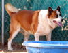 Bodie