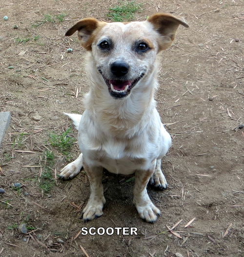 Scooter