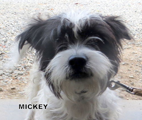 Mickey