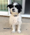 Mickey