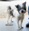 Mickey