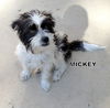Mickey