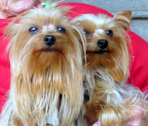 Blondie and Heidi (Ritzy)