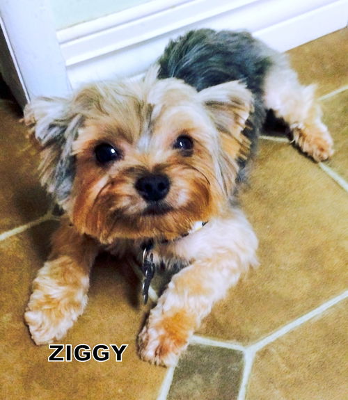 Ziggy (Ritzy)