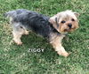 Ziggy (Ritzy)