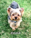 Ziggy (Ritzy)