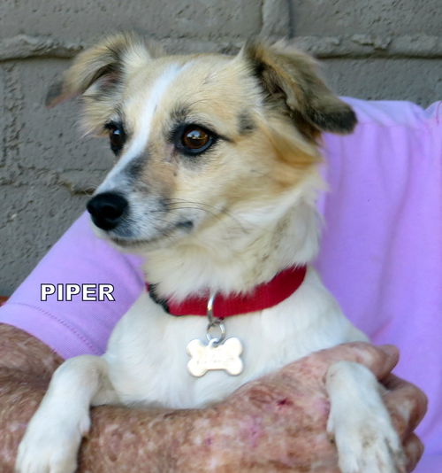 Piper