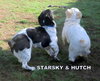 Starsky