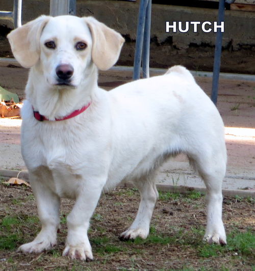 Hutch