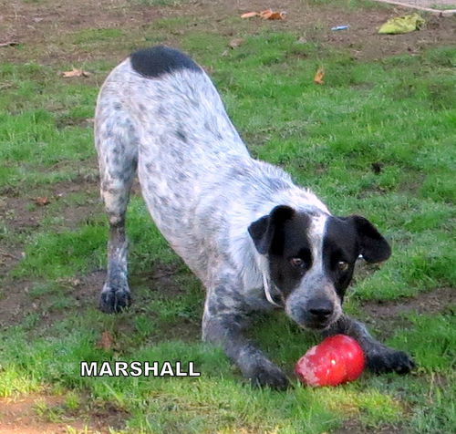 Marshall