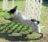 Marshall
