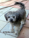 Sterling (Ritzy)