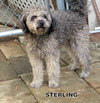 Sterling (Ritzy)