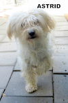 Astrid (Ritzy)