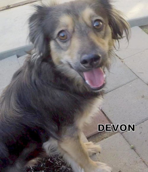 Devon