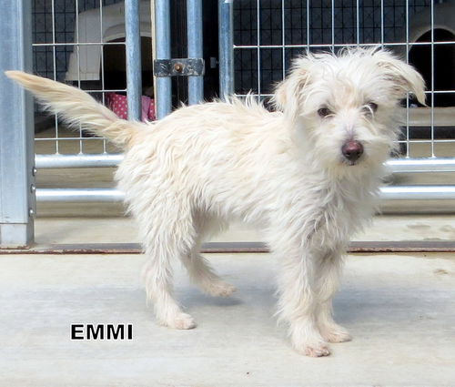 Emmi