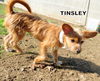 Tinsley (Puppy)