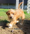 Tinsley (Puppy)