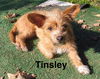 Tinsley (Puppy)