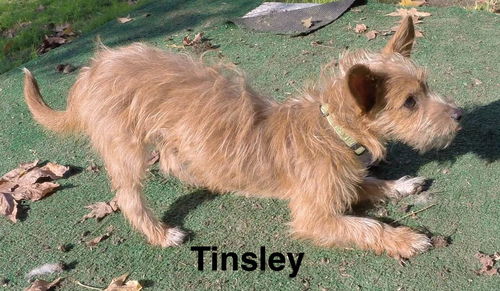 Tinsley (Puppy)