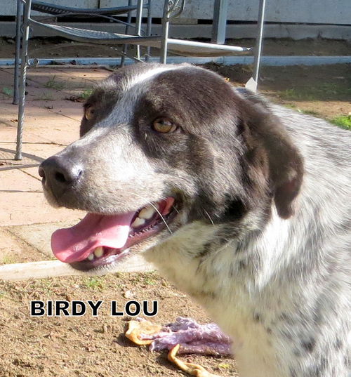 Birdy Lou