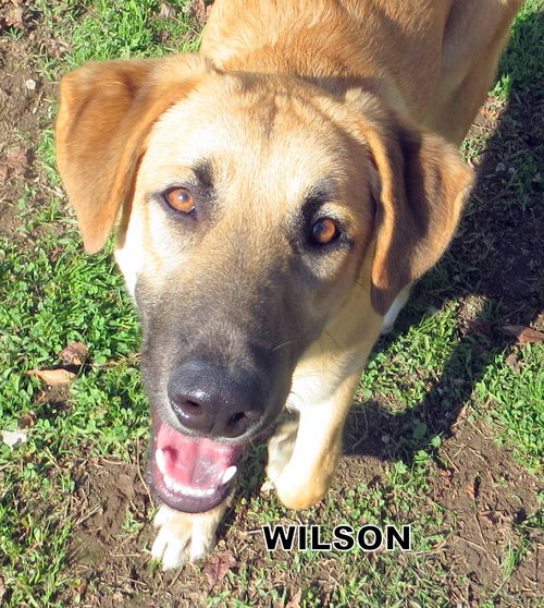 Wilson