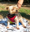 Sammy (Ritzy)