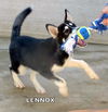 Lennox (Posh Puppy)