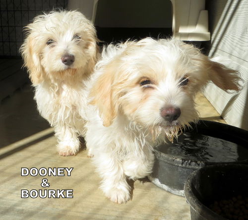 Bourke (Posh Puppy)