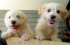 Bourke (Posh Puppy)
