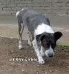 Merry Lynn